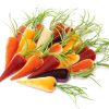 Products Hot Skwash | Harvesting Carrots