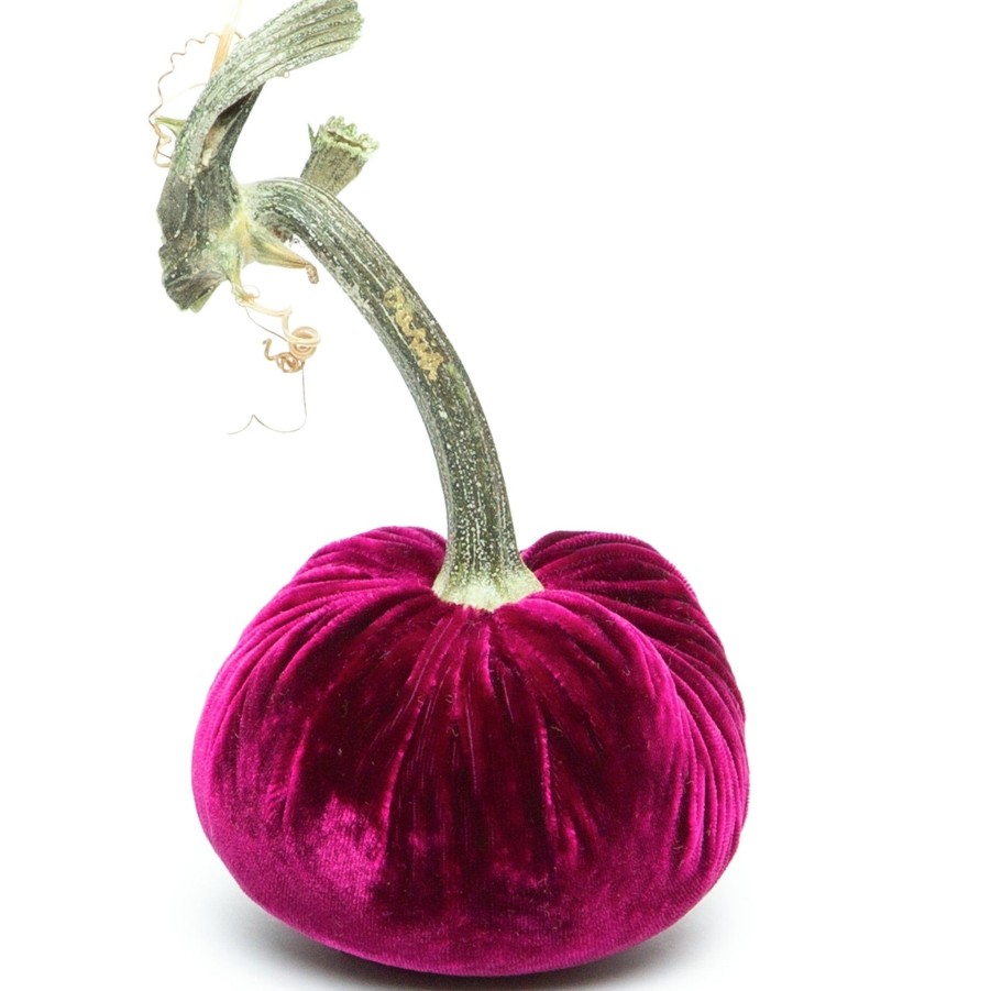 Products Hot Skwash | Magenta Silk Velvet Pumpkin